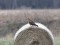 Hen Harrier (Circus cyaneus) Adazi fields, Carnikava county, 14-Dec-2018. © Igors Denisovs Circus cyaneus