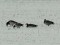 Branta leucopsis