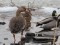 White-fronted Goose (Anser albifrons) Kengarags, Riga, 23-Dec-2018. © Edgars Smislovs Anser albifrons