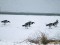 Branta leucopsis