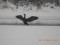 Phalacrocorax carbo