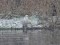 Ardea alba