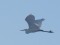 Ardea alba