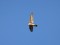 Falco peregrinus