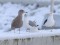 Larus hyperboreus