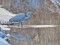Ardea alba