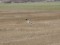 Hen Harrier (Circus cyaneus) Nica fields, Nica county, 25-Jan-2019. © Karlis Millers Circus cyaneus