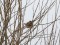 Emberiza leucocephalos