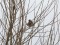 Emberiza leucocephalos