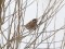 Emberiza leucocephalos