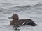 Steller's Eider (Polysticta stelleri) Mangalsala pier, Riga, 02-Feb-2019. © Igors Denisovs Polysticta stelleri
