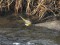 Grey Wagtail (Motacilla cinerea) Sunupe sewage ponds, Daugavpils, 09-Feb-2019. © Andris Erts Motacilla cinerea