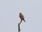 Falco tinnunculus