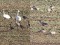 Anser brachyrhynchus