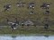 Anser brachyrhynchus
