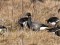 Branta bernicla