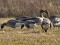 Anser brachyrhynchus