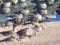 Anser brachyrhynchus