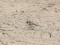 Calcarius lapponicus