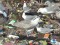 Larus cachinnans