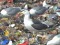 Larus fuscus heuglini