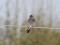 Falco vespertinus