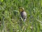 Motacilla citreola