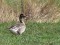 Anser brachyrhynchus