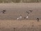 Anser brachyrhynchus