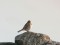 Carduelis flavirostris