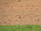 Turdus torquatus