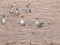 Anser brachyrhynchus