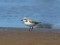 Charadrius alexandrinus