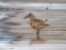 Calidris canutus
