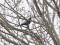 Turdus torquatus
