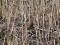 Anthus cervinus