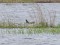 Branta canadensis