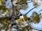 Ficedula albicollis