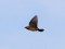 Anthus cervinus