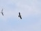 Aquila pennata
