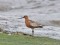 Limosa lapponica