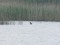 Branta canadensis