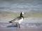 Branta leucopsis