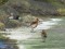 Calidris ferruginea