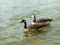Canada Goose (Branta canadensis) Busnieki lake, Ventspils, 21-Aug-2019. © Aivita Mergina Branta canadensis