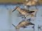 Broad-billed Sandpiper (Limicola falcinellus) Ainazi, Salacgriva county, 27-Aug-2019. © Edgars Smislovs Limicola falcinellus