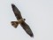 Falco vespertinus