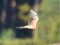 Pallid Harrier (Circus macrourus) Kalngale fields, Carnikava county., 31-Aug-2019. © Juris Vigulis Circus macrourus