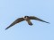 Falco vespertinus