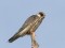 Falco vespertinus